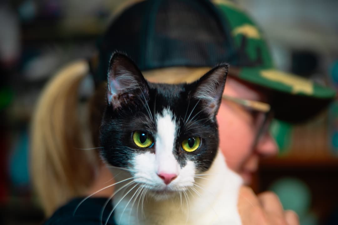 An image of cat being cared for by a volunteer.