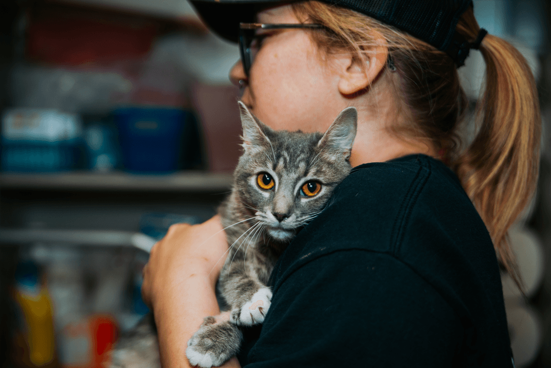 An image of cat being cared for by a volunteer.