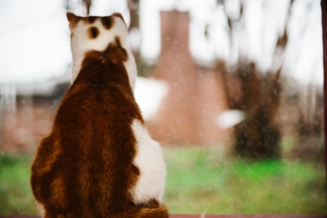 An image of cat staring out the window on a rainy day.